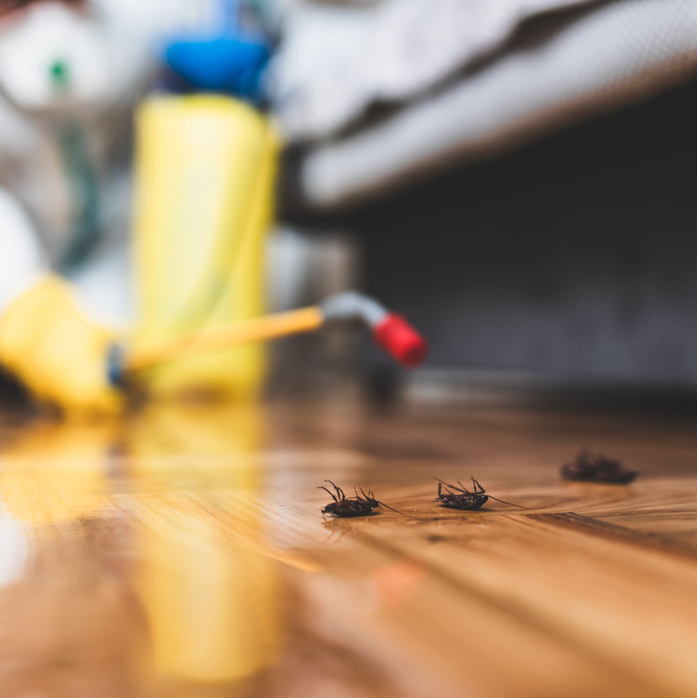 diagnostiqueur immobilier